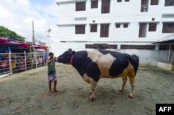 32 لاکھ روپے سے زیادہ قیمت پانے والا بیل ’ ٹائی ٹینک‘ ۔
