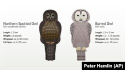 This image shows the differences between a barred owl and northern spotted owl.
