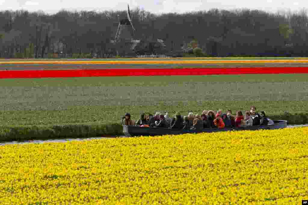 Tourists admire fields of blossoming daffodils and tulips from a barge as they pass near Lisse, western Netherlands.