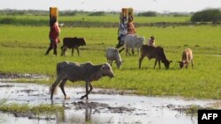 Female residents of the Tana River delta carry water in eastern Kenya, June 2009. (file photo)
