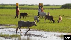 Dua etnis di Kenya terlibat konflik karena memperebutkan lahan subur di kawasan Tana River delta di Kenya timur (foto: dok). 