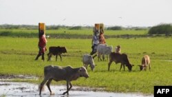 Perempuan Kenya membawa air di kawasan Sungai Tana, Kenya timur (foto: dok). Bentrokan antar etnis sering terjadi di Kenya akibat sengketa lahan pertanian.