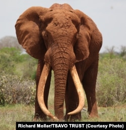 Satao, one of the largest elephants in Africa, was killed by poachers for his ivory tusks on May 30, 2014.
