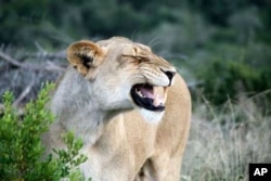 A ‘normal’ lion that doesn’t carry the recessive white gene, showing tawny, golden coloration