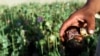 A new U.N. report says opium poppy cultivation in Afghanistan has reached its highest level since the Taliban announced a ban in April 2022. (AP Photos/Allauddin Khan, File)