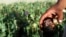 A new U.N. report says opium poppy cultivation in Afghanistan has reached its highest level since the Taliban announced a ban in April 2022. (AP Photos/Allauddin Khan, File)