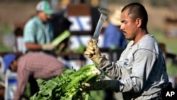 En 2015, 48 por ciento de los trabajadores del sector agrícola y ganadero y 28 por ciento de los trabajadores del sector de la construcción eran hispanos trabajando al aire libre y en riesgo debido a las altas temperaturas. 