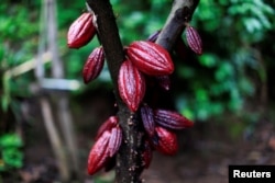 A cocoa tree with cocoa fruits is seen at El Carmen Estate in Jayaque, El Salvador July 20, 2016.