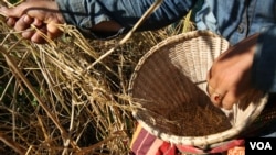 A farmer is harvesting rice grain in their traditional rice farm in Ratanakiri province, on December 1, 2015. (Nov Povleakhena/VOA Khmer)