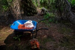 Seorang perempuan mengumpulkan biji sawit dari tanah di sebuah perkebunan kelapa sawit di Sumatera, 21 Februari 2018. (Foto: dok).