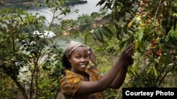 Bichera Ntamwinsa,23, picks berries from her coffee plants in Bukavu, Democratic Republic of the Congo. Farmer field schools and agricultural cooperatives can help smallholder farmers gain skills while strengthening their common voice. (UNESCO/Tim Dirven)