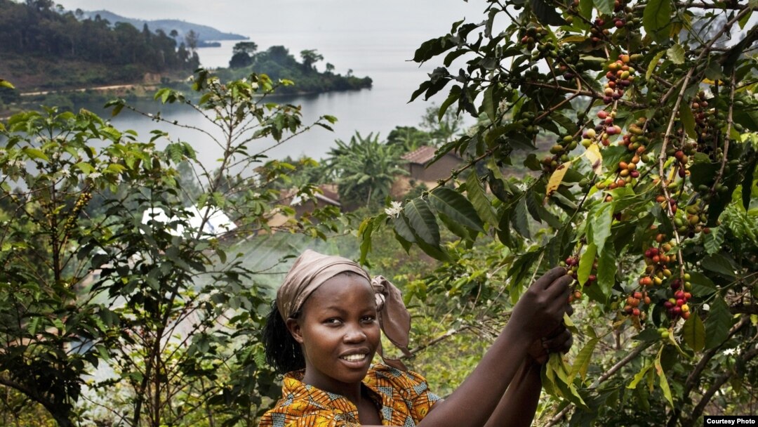 Bichera Ntamwinsa,23, picks berries from her coffee plants in Bukavu, Democratic Republic of the Congo. Farmer field schools and agricultural cooperatives can help smallholder farmers gain skills while strengthening their common voice. (UNESCO/Tim Dirven/