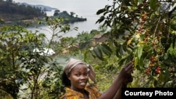 Bichera Ntamwinsa, 23, picks berries from her coffee plants in Bukavu, DRC. Farmer field schools and agricultural cooperatives can help smallholder farmers gain skills while strengthening their common voice. (UNESCO/Tim Dirven)