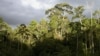 Lebih dari Setengah Spesies Pohon Amazon Terancam Punah
