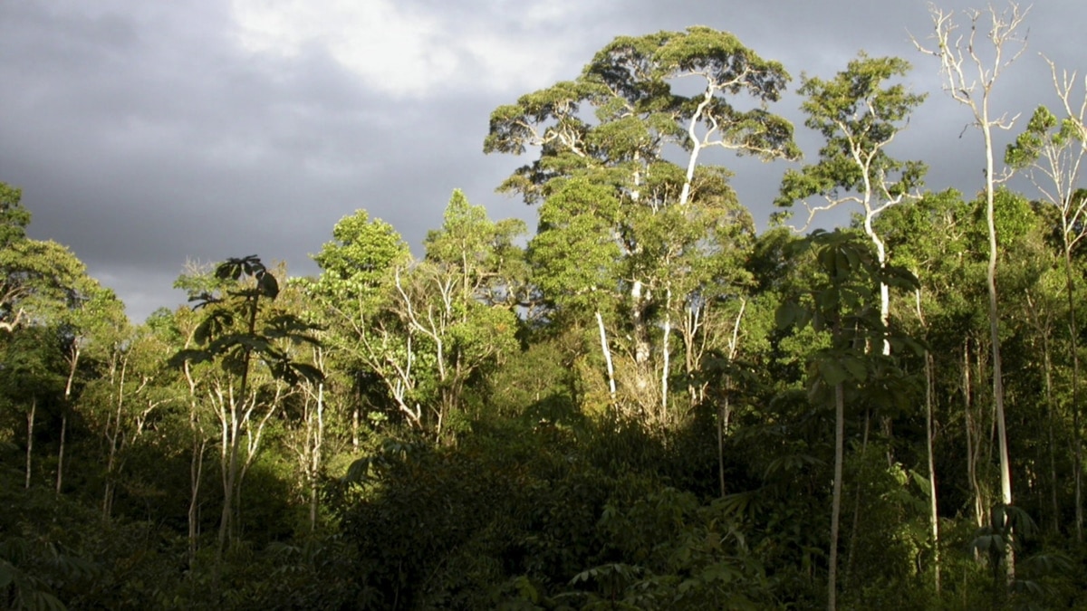 Over 10,000  rainforest species risk extinction, landmark
