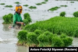 A farmer plants rice seeds at a rice field in Demak, Indonesia, Oct. 23, 2018. Indonesia grows rice, but it also imports it.