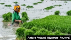 Seorang petani menanam benih padi di sawah pada 23 Oktober 2018. (Foto: Antara/Aji Styawan via Reuters)