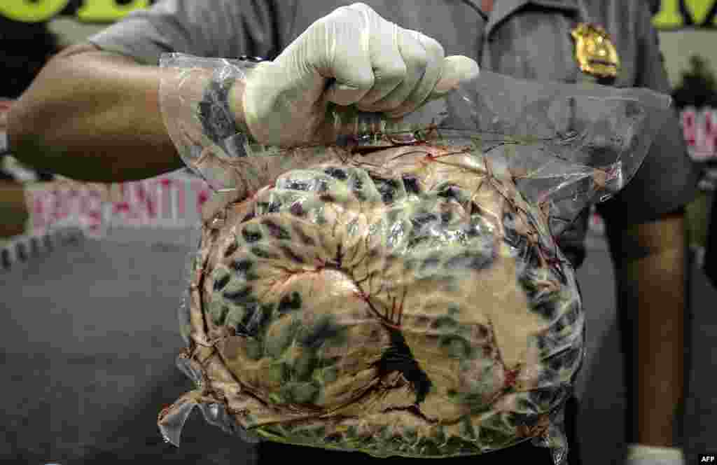 인도네시아 경찰이 이스트 자바 지역의 수라바야에서 야생동물 밀매 현장을 급습한 뒤 압수한 &#39;천산갑&#39;을 들어보이고 있다. 당국은 이날 현장에서 죽거나 냉동된 천산갑 657마리를 수거했다. 천산갑은 식용이나 가죽 사용 등의 목적으로 중국과 타이완으로 밀수출된다. &nbsp;