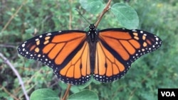 Geotagged photos uploaded by citizen scientists using the iNaturalist app have been used in studies on monarch butterflies, among others. (Robb Hannawacker / iNaturalist)