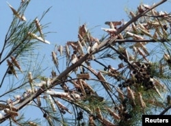FILE - A swarm of desert locusts settle in a tree in Laghouat, 500 kilometers (311 miles) south of the Algerian capital, Algiers, after ravaging crops, July 29, 2004.