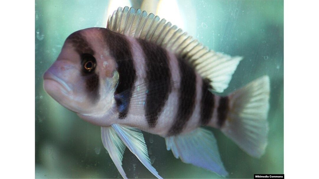 A Male Frontosa Cichlid, one of the common fish of Lake Tanganyika. By Maha Dinesh