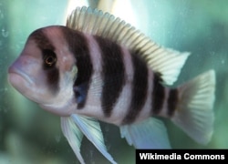 A Male Frontosa Cichlid, one of the common fish of Lake Tanganyika. By Maha Dinesh