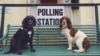 Brexit Vote Sparks #DogsatPollingStations Meme