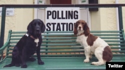 As Britons head to the polls to decide whether or not to stay in the EU, many took photos of their dogs at the polls, causing a Twitter trend.(@SuperGooders)