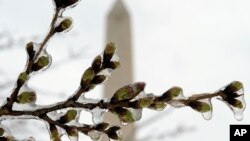  FILE - Washington's famed cherry blossoms are covered in ice, March 14, 2017, during a late winter storm in Washington, looking toward the Washington Monument.