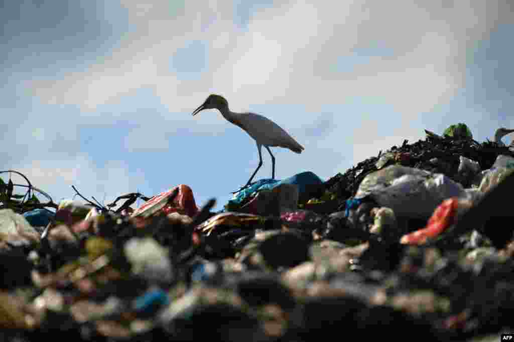 An egret walks on a pile of rubbish at a garbage dump in Blang Bintang, near Banda Aceh.