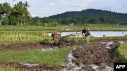 Selama berabad-abad ganja digunakan petani Thailand untuk melemaskan otot setelah bertani.