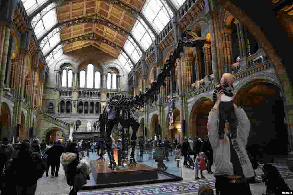فسیل دایناسور&nbsp;دیپلودکس&nbsp;در موزه تاریخ طبیعی در لندن انگلیس.