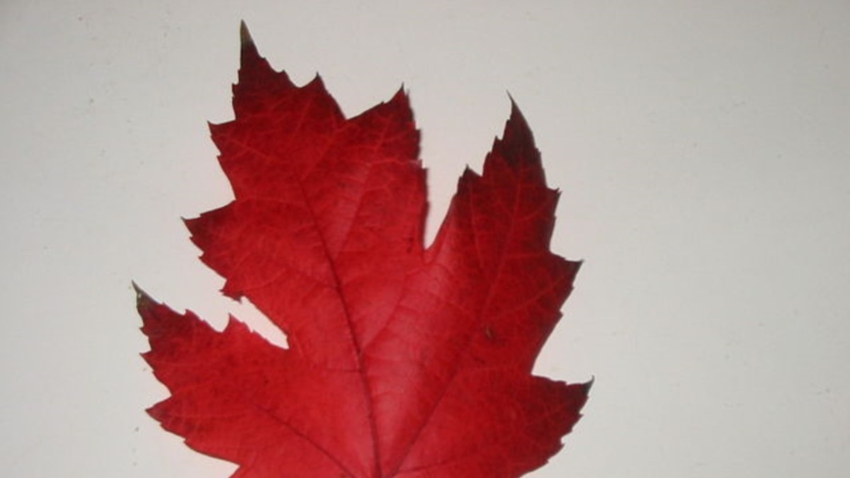 red leaf logo quiz