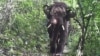 FILE - An elephant roams through the jungle at a wildlife sanctuary in Myanmar’s northern Karen state. At least 17 of the 31 species found there are considered near threatened, vulnerable or endangered, a study has found. (Photo - Karen Wildlife Conservation Initiative)