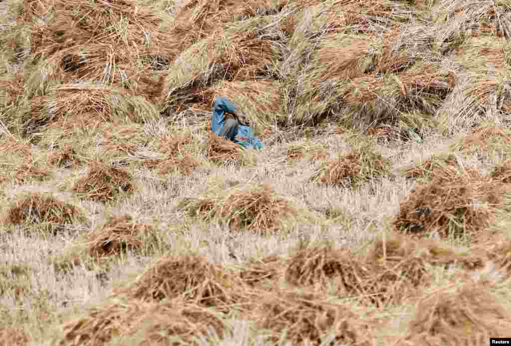 A farmer takes a rest inside freshly harvested wheat at a field in Minya governorate, south of Cairo, Egypt.