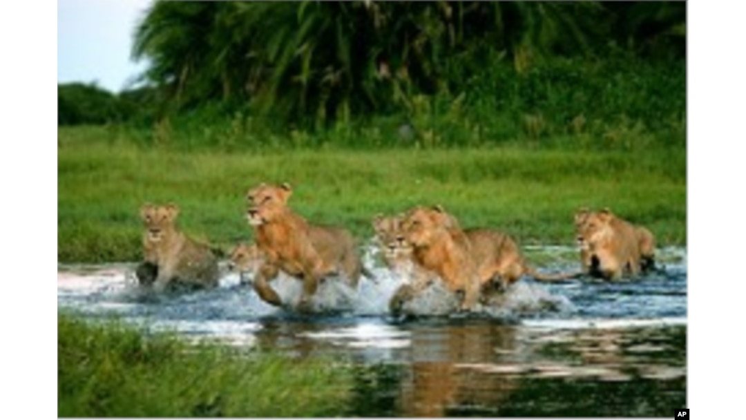'The Last Lions' Documentary Traces Botswana Lioness, Her Cubs