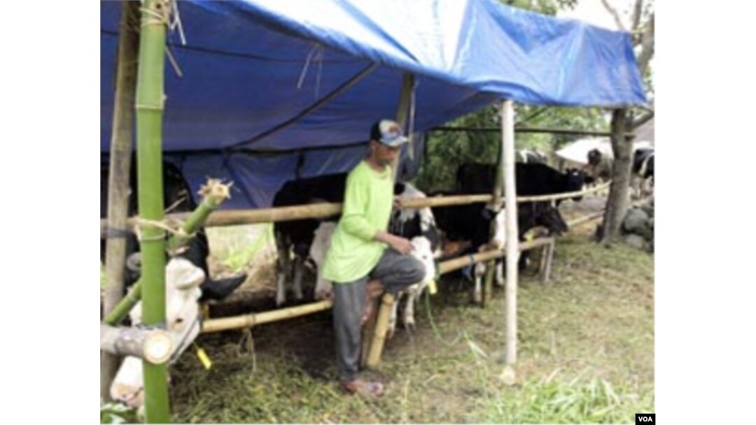 Kebanyakan peternak memilih tetap memelihara sapi mereka.