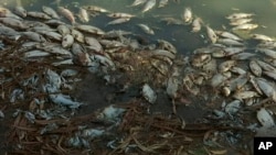 This image made from a video, Jan. 7, 2019, shows dead fish along the Darling River bank in Menindee, New South Wales, Australia. An Australian state government announced plans to pump oxygen into lakes and rivers after hundreds of thousands of fish have died in the heat.