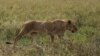 Carnivores Spread Distemper to Lions 