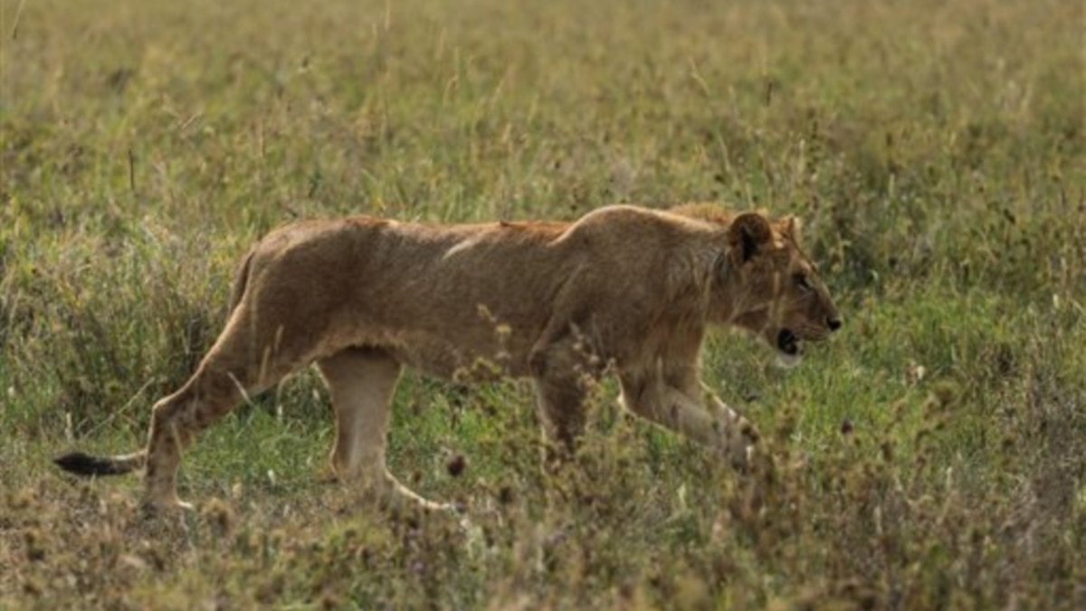 Carnivores Spread Distemper to Lions