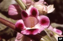 The large, bell-shaped Devil's claw, which is native to Central and South America, was introduced into Australia in the 19th century.