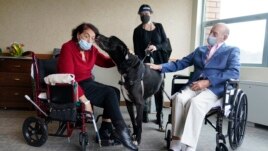 Sal Markowitz, 96, right, and Sandra Greer, 82, left, visits with Marley, a Great Dane, while therapeutic activities director Catherine Farrell looks on at The Hebrew Home at Riverdale in New York, Wednesday, Dec. 9, 2020. AP Photo/Seth Wenig)