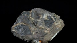 A Late Cretaceous ginkgo leaf fossils from Alaska's North Slope is seen at the National Museum of Natural History in Washington, Friday, June 4, 2021. The Smithsonian is using the ginkgo to study climate change. (AP Photo/Carolyn Kaster)