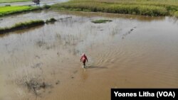 Seorang petani berjalan di salah satu lahan sawah yang terdampak luapan air danau Poso di dDsa Meko, Kecamatan Pamona Barat, Kabupaten Poso, Sulawesi Tengah, Minggu, (15/11/2020). (Foto : Yoanes Litha)