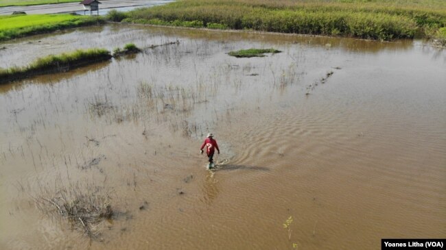 Seorang petani berjalan di salah satu lahan sawah yang terdampak luapan air danau Poso di desa Meko, Kecamatan Pamona Barat, Kabupaten Poso, Sulawesi Tengah, Minggu, (15/11/2020). Foto : Yoanes Litha