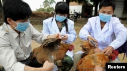 Workers from an animal disease prevention and control center inject chickens with the H5N1 bird flu vaccine in Shangsi county, Guangxi Zhuang autonomous region. REUTERS/China Daily 