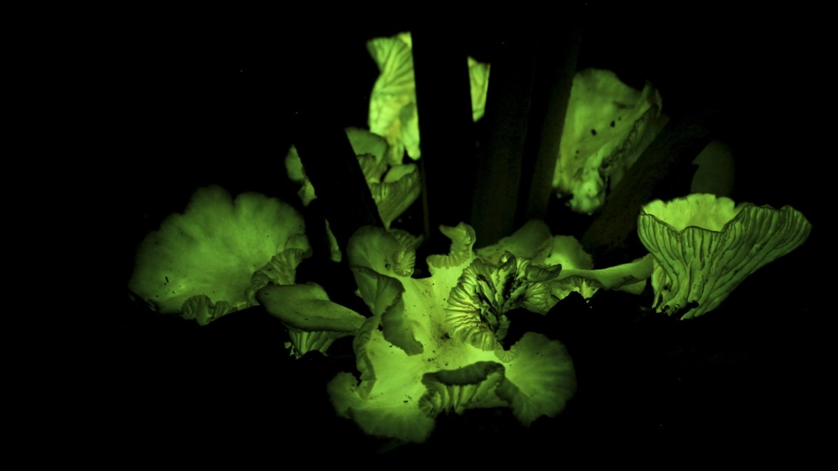 Scientists find why some mushrooms glow in dark - The Economic