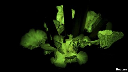 Scientists find why some mushrooms glow in dark - The Economic Times