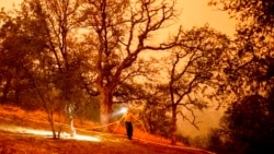 14 Eylül 2021 - California'daki Sekoya Ulusal Parkı'nda yangın tehlikesine karşı müdahaleler devam ediyor