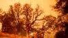 Fighting Fire with Fire in US to Protect Sequoia Trees